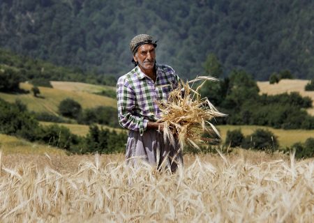 ۱۴۶ کشاورز نمونه و پیشرو ایران معرفی شدند