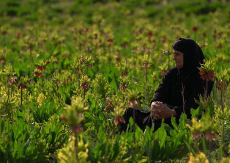 یک جایزه و یک حضور برای مستند «مرثیه‌ای برای ایل»