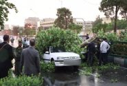 شهرداری متولی پرداخت خسارات سقوط درختان