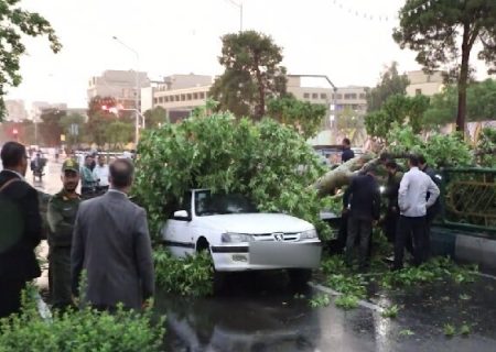 شهرداری متولی پرداخت خسارات سقوط درختان