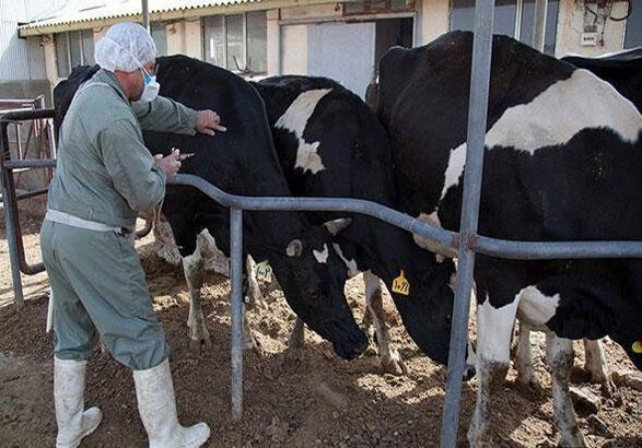 کاهش۳۰ درصدی تب برفکی و صفر شدن آنفلوآنزای پرندگان