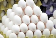 زیان سنگین مرغداران با مازاد تخم‌مرغ و بلاتکلیفی نرخ