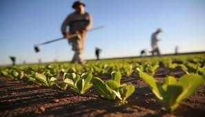 لزوم تغییر الگوی کشت برای مقابله با بحران آب