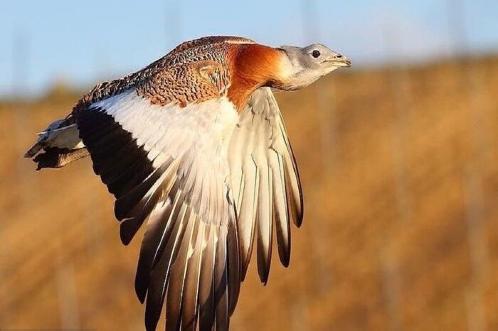 حفظ زیستگاه‌های طبیعی و گونه‌های در خطر انقراض