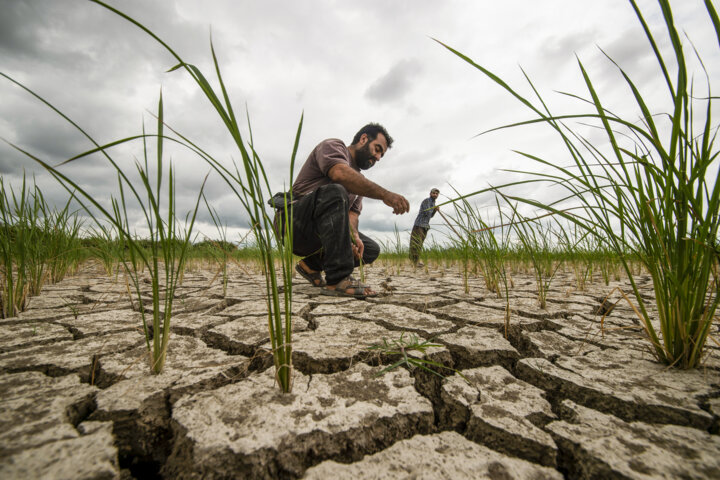 تغییر اقلیم و تهدید تولیدات کشاورزی ایران