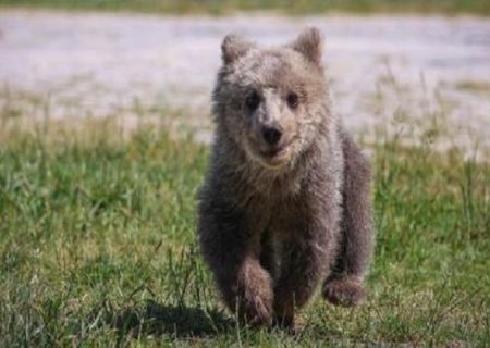 جستجوی بی‌وقفه برای یافتن توله خرس گمشده در پردیسان