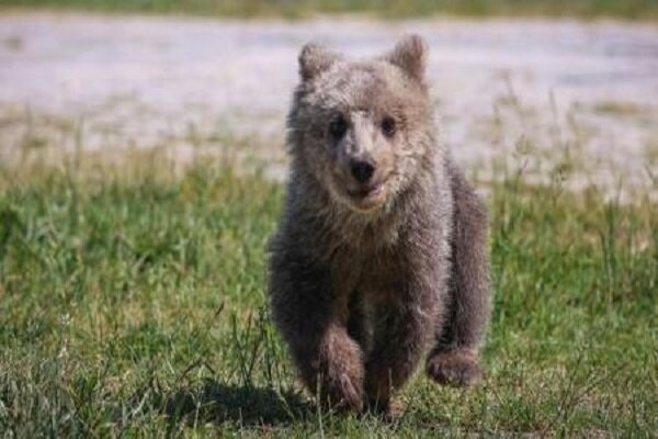 جستجوی بی‌وقفه برای یافتن توله خرس گمشده در پردیسان