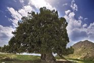ثبت ملی «ارس مراد»؛ کهنسال‌ترین درخت ایران
