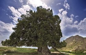 ثبت ملی «ارس مراد»؛ کهنسال‌ترین درخت ایران