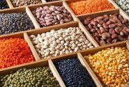 پیش‌بینی تولید ۶۵۰ هزار تن حبوبات به رغم خشکسالی