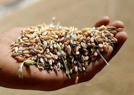 افزایش ۴۰ درصدی قیمت خرید تضمینی گندم