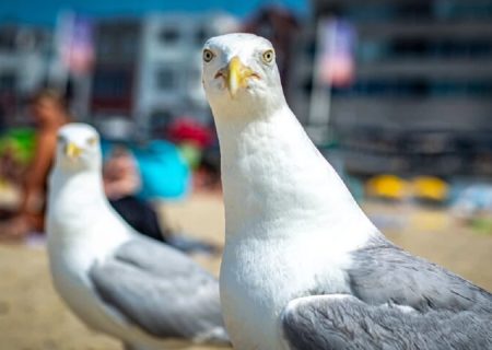 مرغان دریایی لحن تند انسان را می‌فهمند!