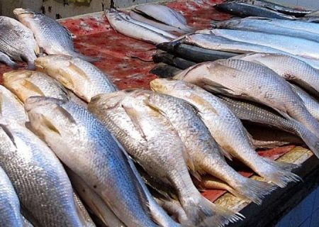 تولید سالانه ۱۸۰۰ تن ماهی قزل آلا در فریدونشهر