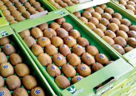 صادرات کیوی مازندران به هند و سایر کشورها ۲ برابر شد