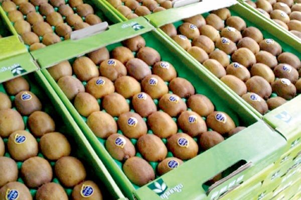 صادرات کیوی مازندران به هند و سایر کشورها ۲ برابر شد