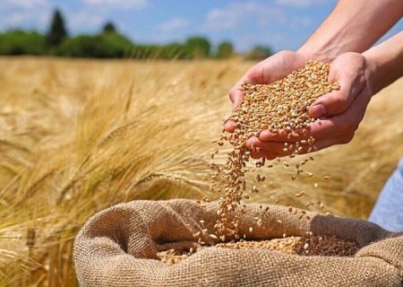 نرخ خرید تضمینی گندم بیش از ۴۰ هزار تومان خواهد بود